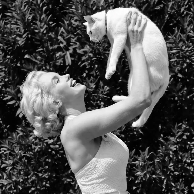 Bigpicture ru marilyn monroe with cats 3