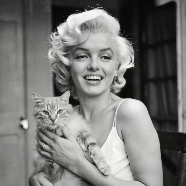 Bigpicture ru marilyn monroe with cats 4