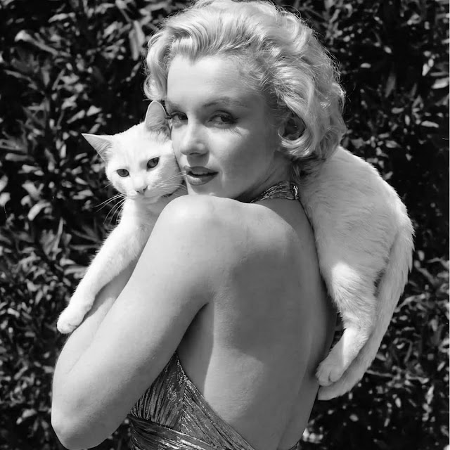 Bigpicture ru marilyn monroe with cats 5