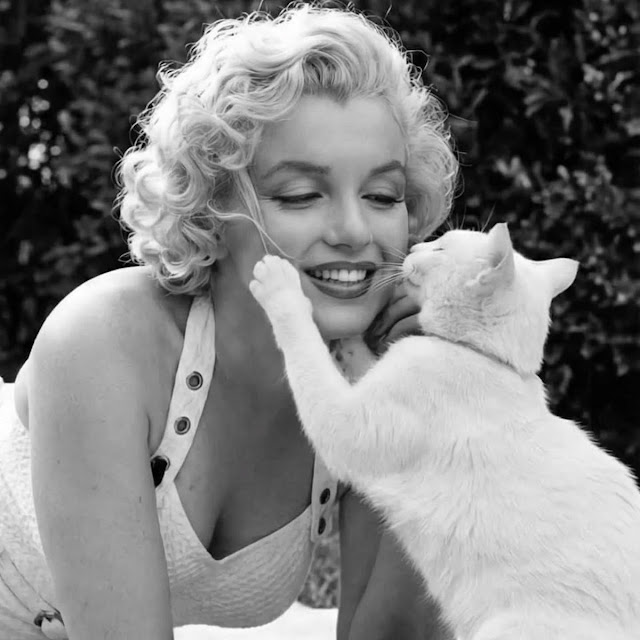 Bigpicture ru marilyn monroe with cats 6