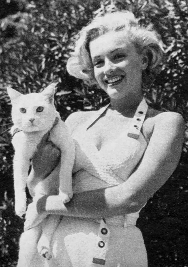 Bigpicture ru marilyn monroe with cats 8