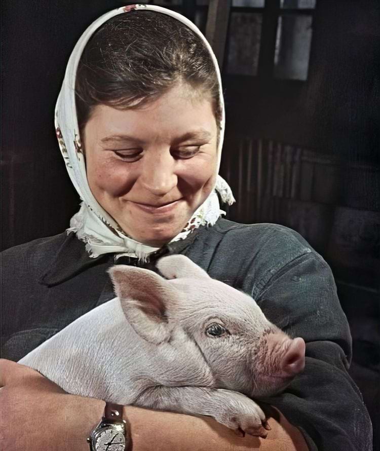 Лучшая свинарка Мария Рогачева позирует с поросенком, Целинный край, 1961 год