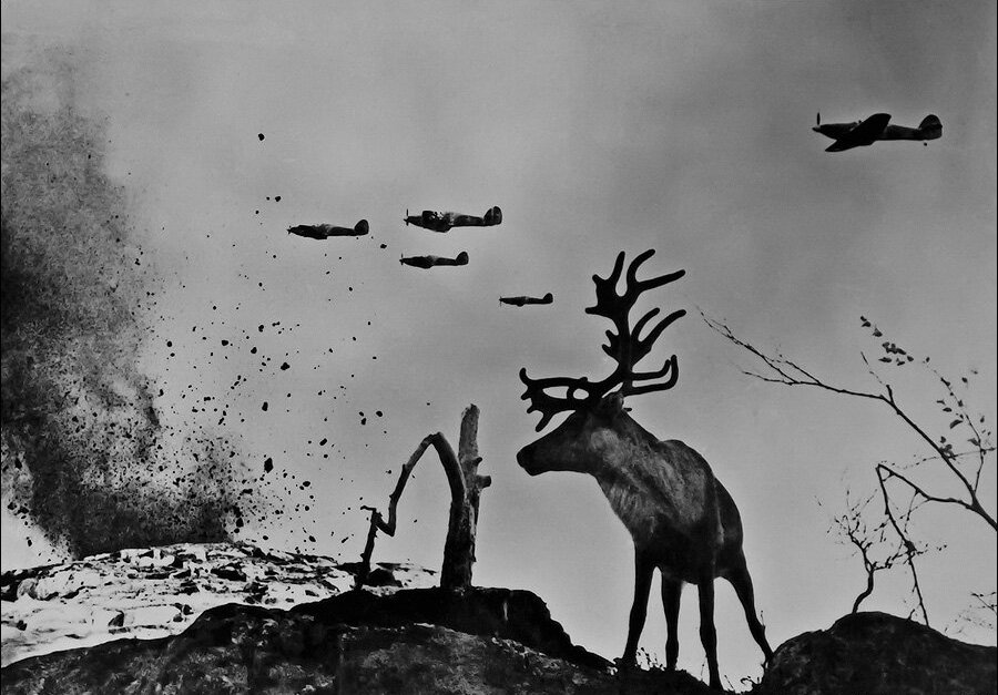 Олень Яша на Северном фронте, Заполярье, 1941 год, фото Евгения Халдея