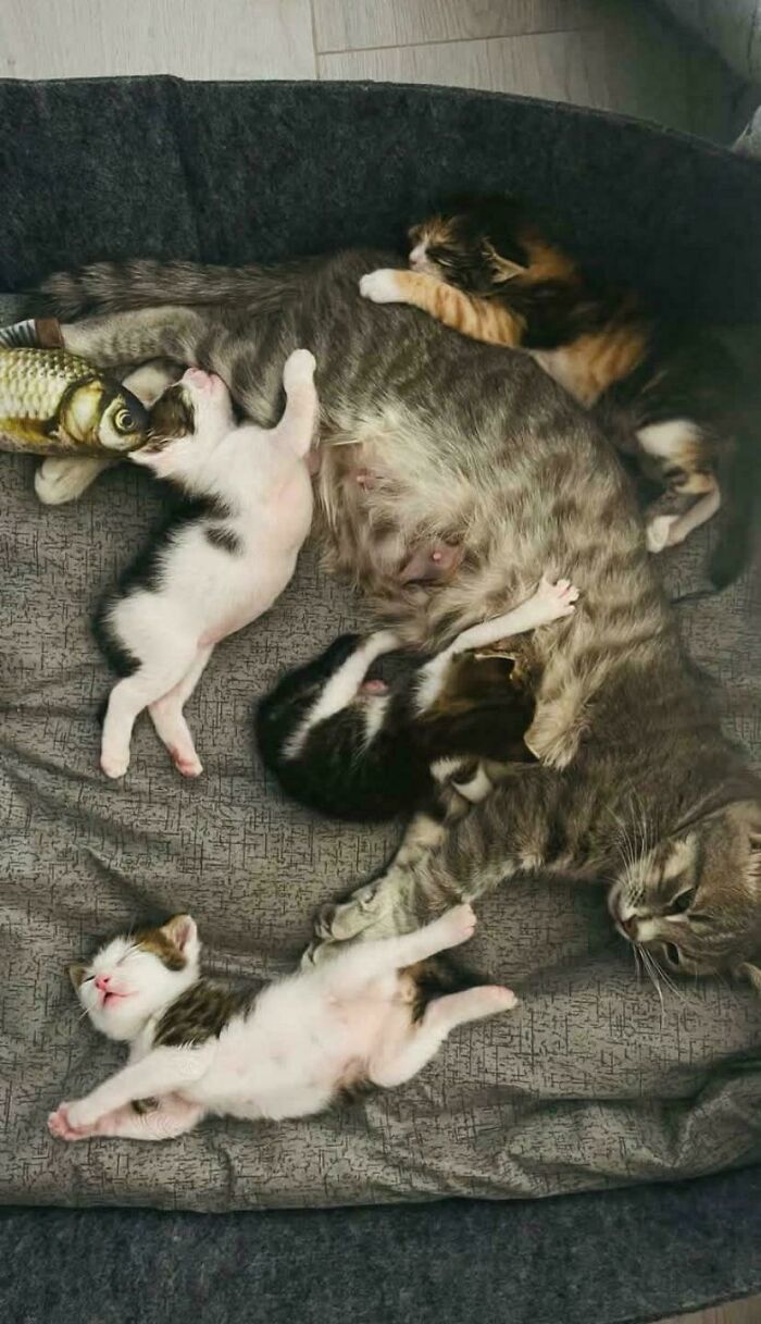 Кошка кормит котят в мягком лежаке рядом лежит игрушечная рыбка