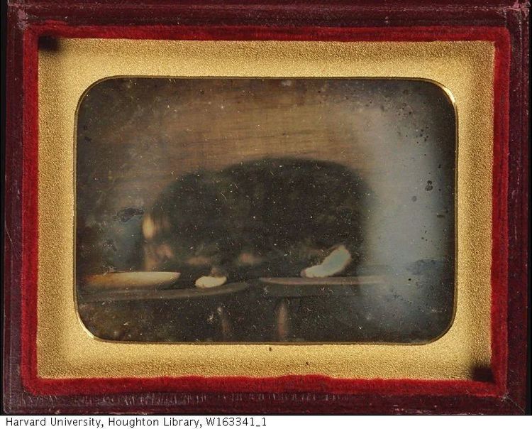 Дагеротипная фотография кошки, едящей из миски, 1840-е годы