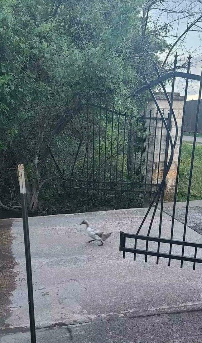 Утка идёт по двору мимо чёрных ворот