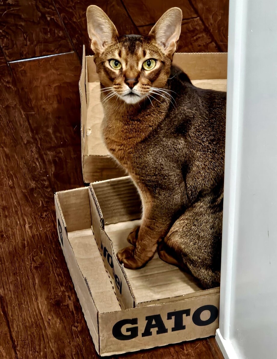 Коричневый кот сидит в коробке с надписью GATO