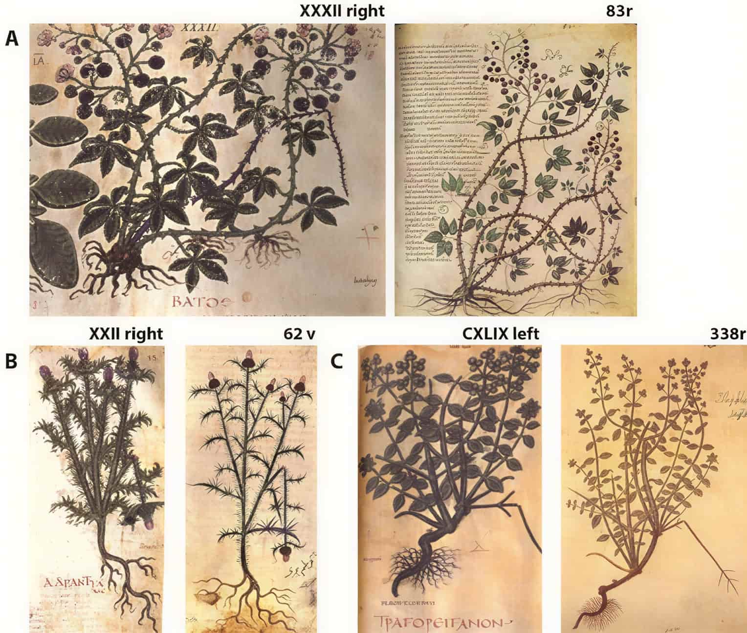 Materia Medica Диоскорида