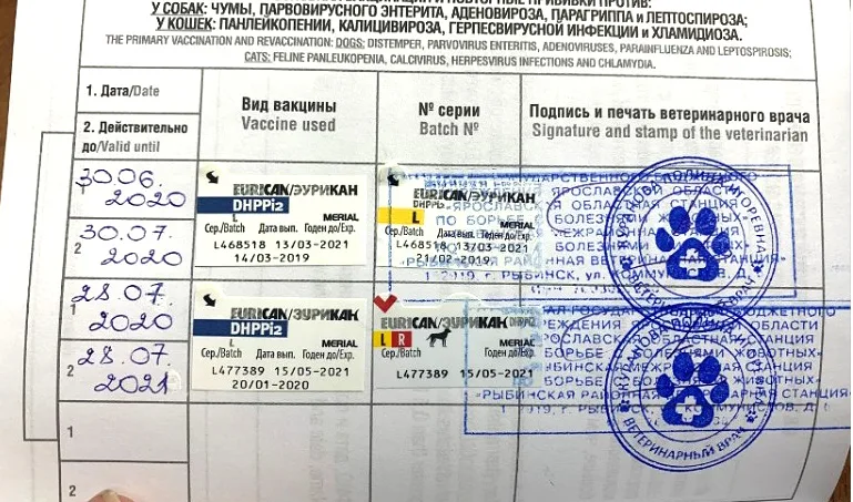 Ветеринарный паспорт собаки с записью о вакцинации