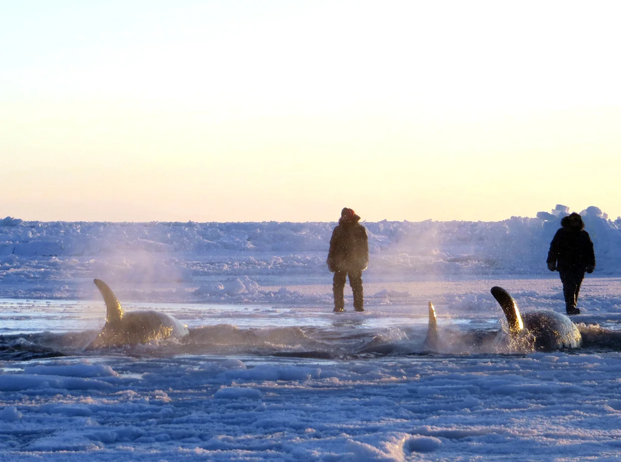 Killer whales trapped in Quebec ice