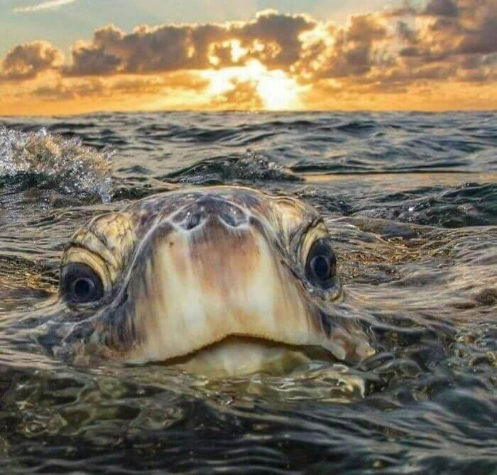 Морская черепаха высовывается из воды на фоне заката