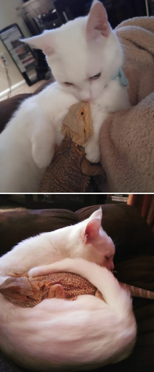 Кошка и ящерица &mdash; лучшие друзья