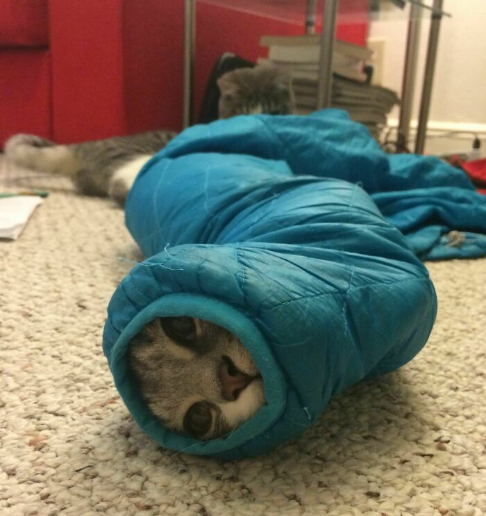 Морда кота выглядывает из свёрнутой синей куртки