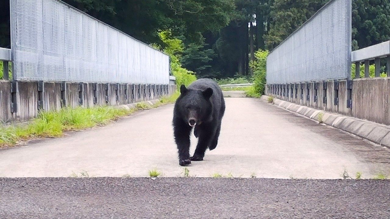 крупный черный медведь (похожий на американского или азиатского черного медведя), идущий по узкой бетонной дороге между высокими металлическими ограждениями