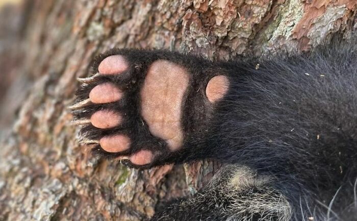 Чёрная мохнатая лапа с коричневыми подушечками на коре