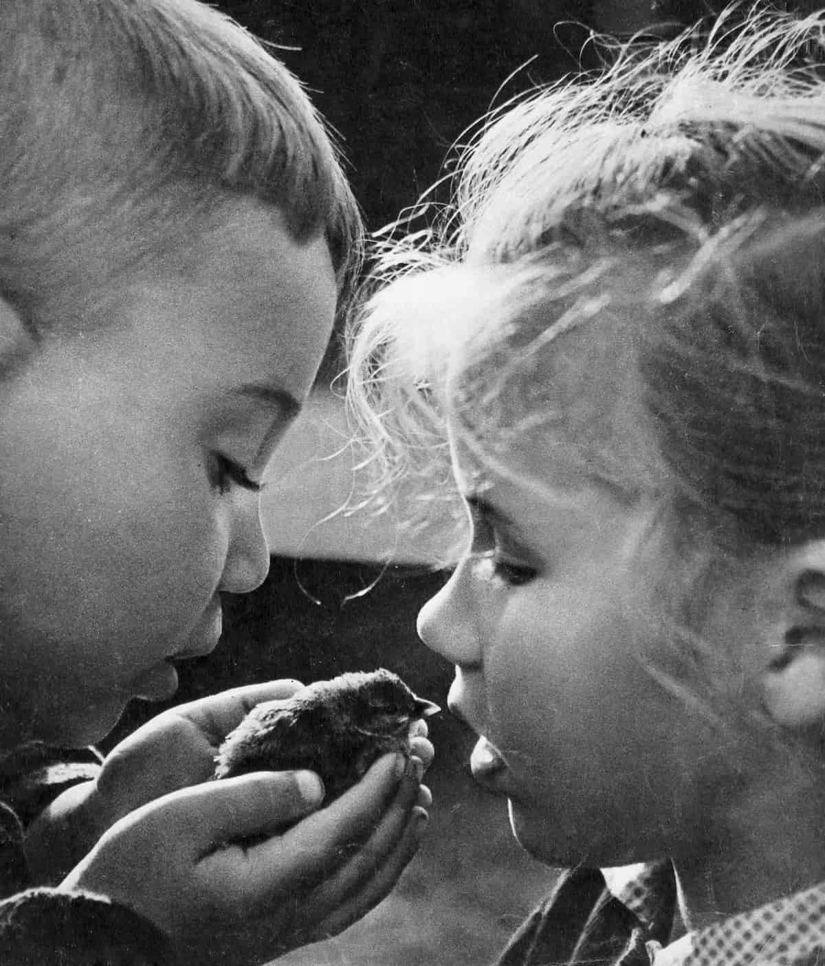 Мальчик показывает девочке птенца на ладони. СССР, 1964 год. Фото Юрия Приведенцева