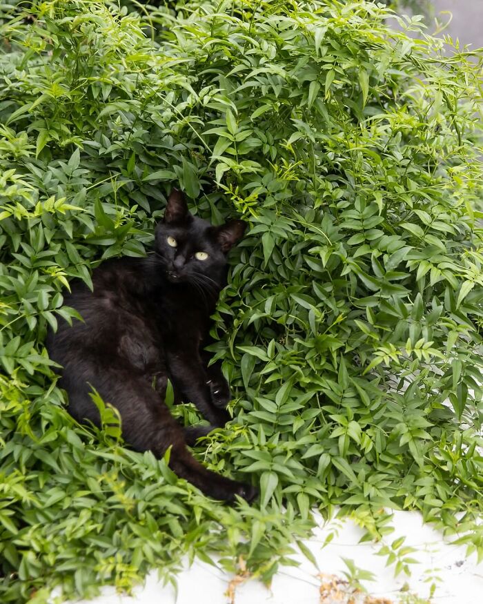 Чёрный кот лежит в густых зелёных листьях