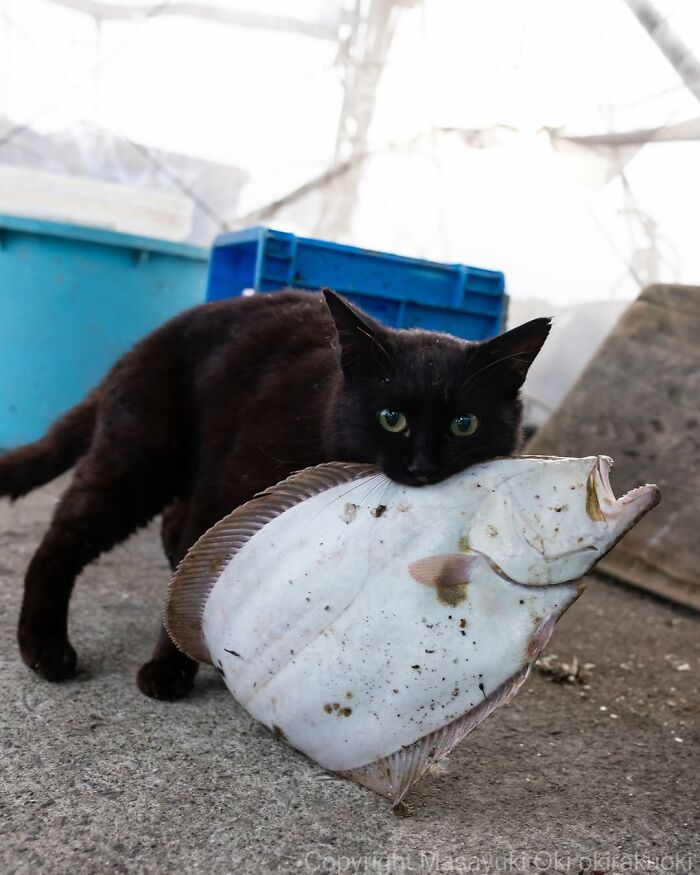 Чёрный кот несёт в зубах большую камбалу