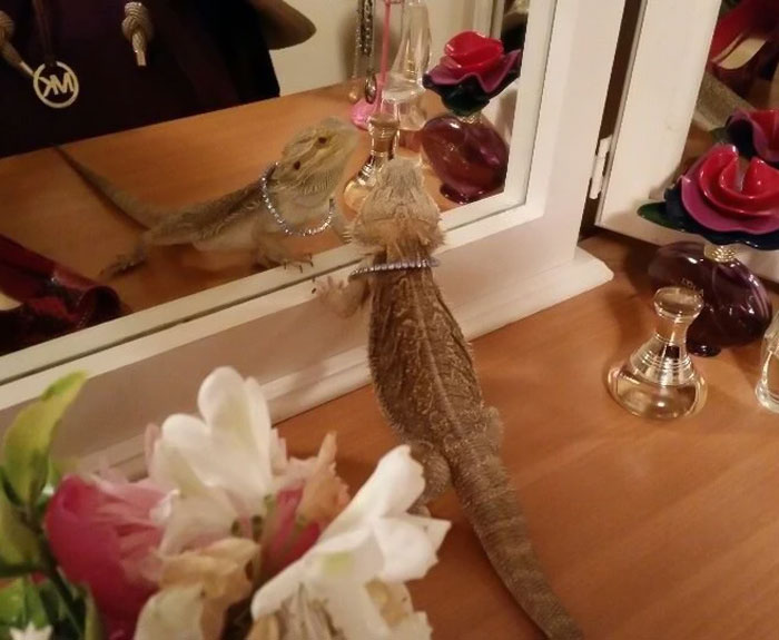 Bigpicture ru cute lizards 291 632478d9c4460 700