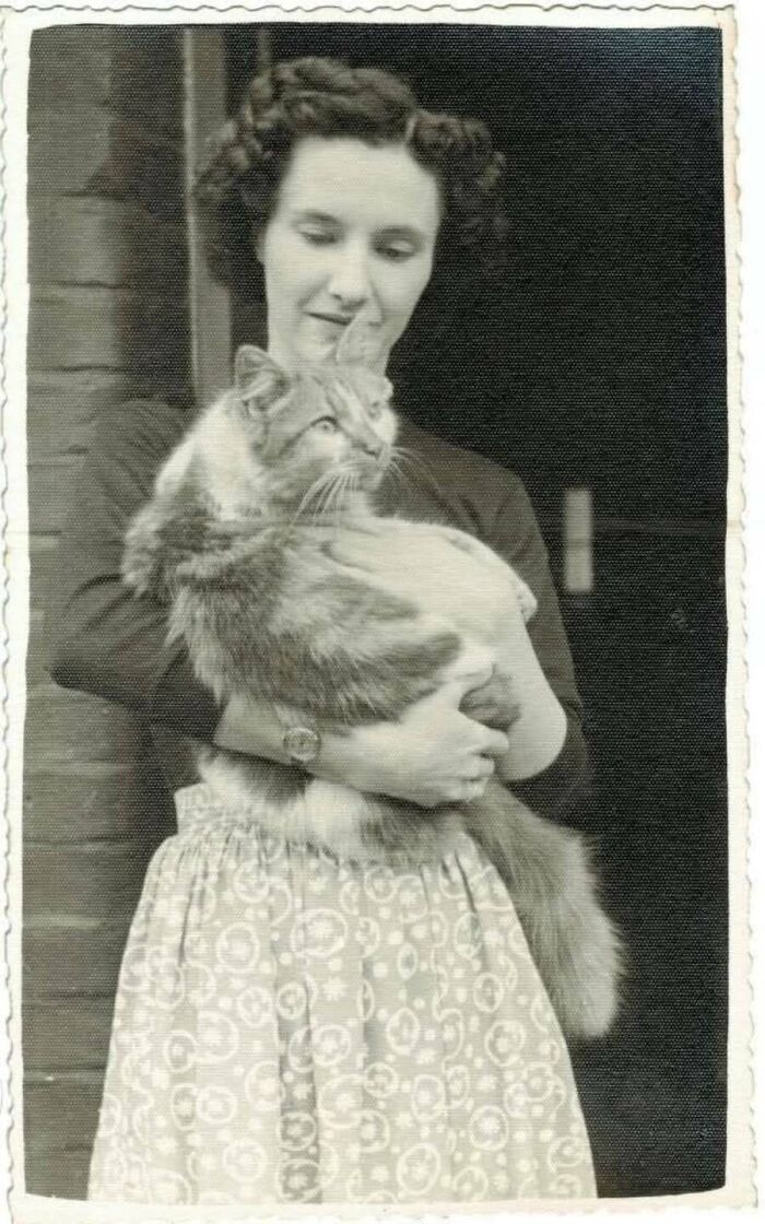 Bigpicture ru heartwarming vintage cat photos 16