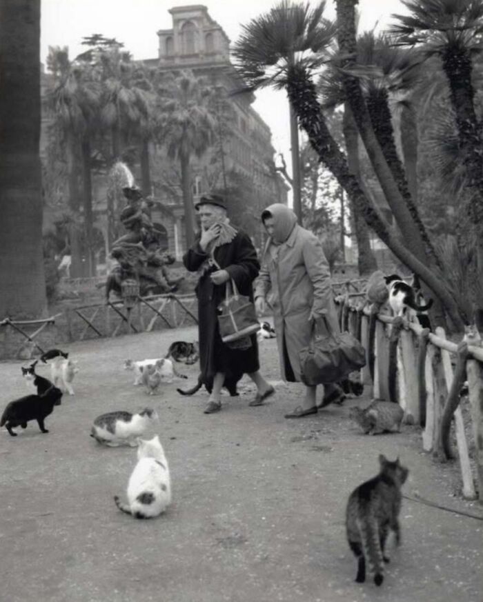 Женщины кормят бездомных кошек на площади в Риме, 1950-е годы