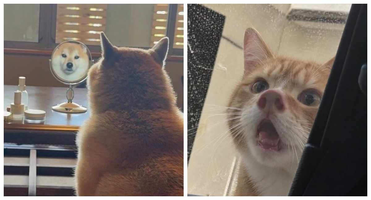 Коллаж: котёнок и взрослый рыжий кот лежат на чихуахуа