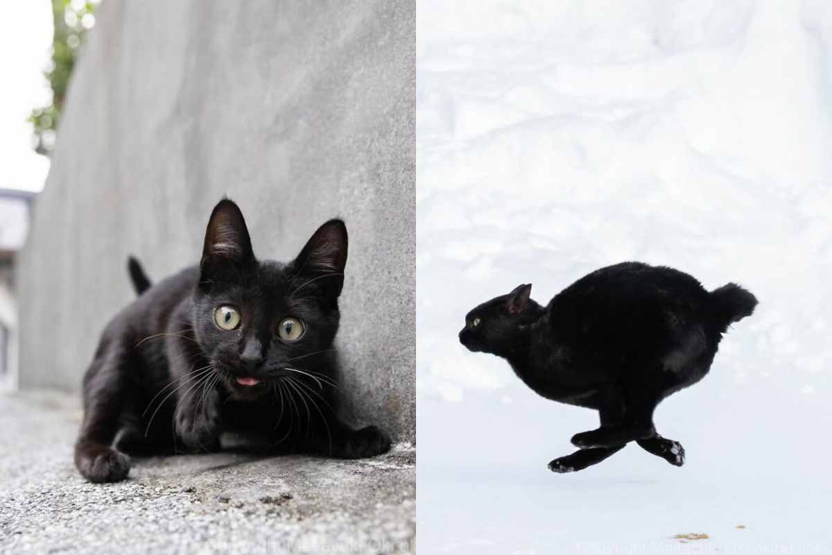 Чёрные коты Японии &mdash; фото Масаюки Оки