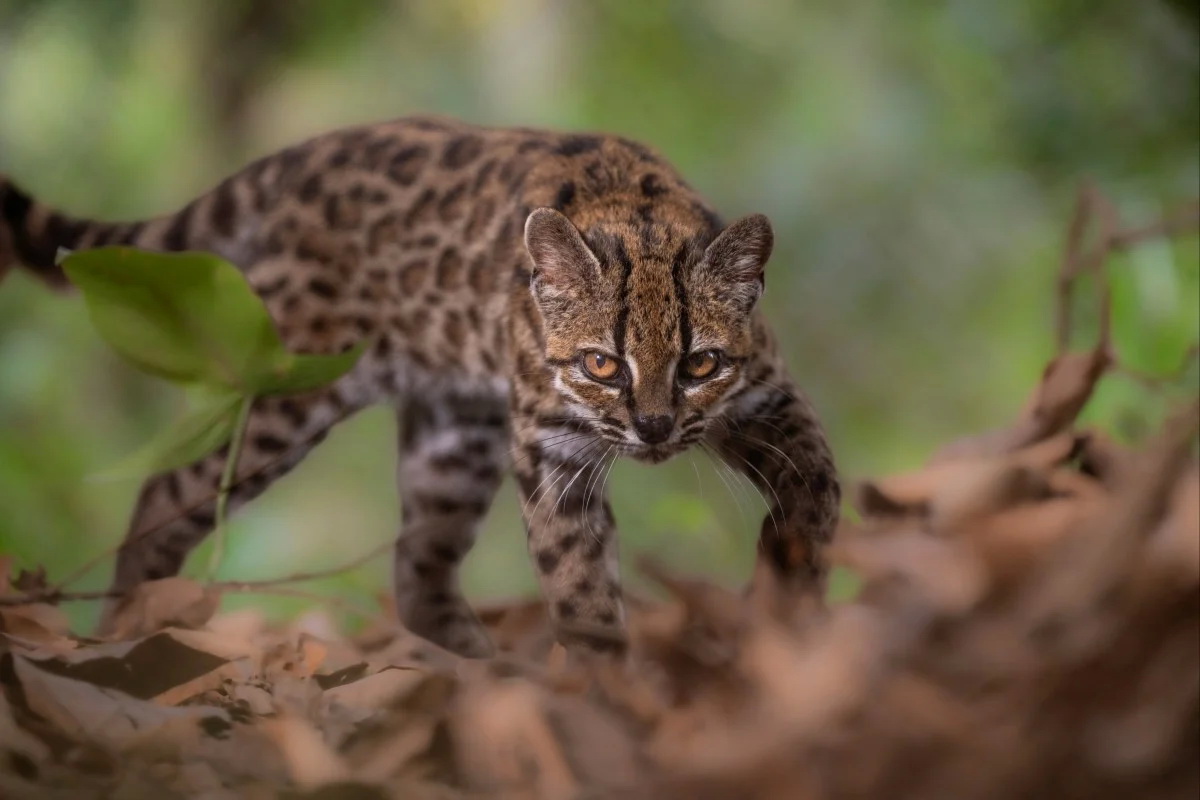 Bigpicture ru leopardus tilcayo тилькайо, новый вид дикой кошки из боливии