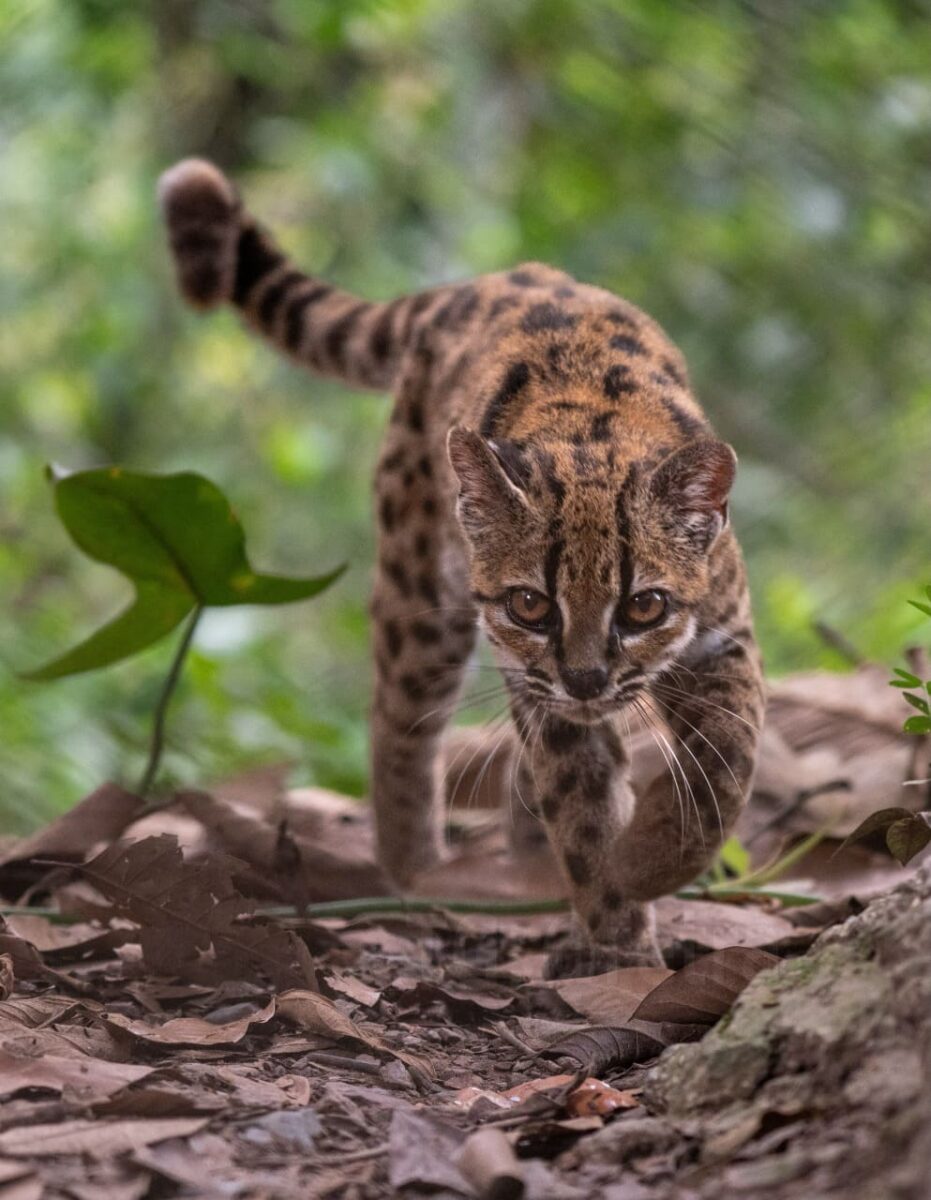 Портрет кота Тигрино — типового экземпляра нового вида Leopardus tilcayo