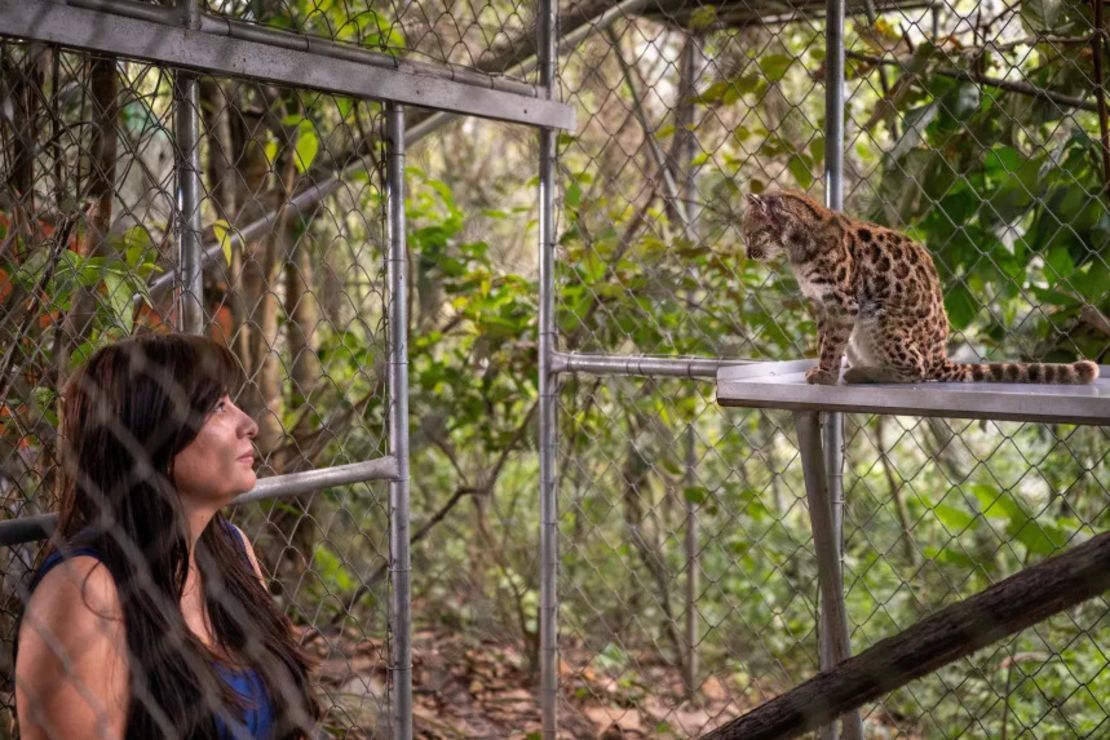 Bigpicture ru тигрино в приюте senda verde, боливия, сентябрь 2026 года. фото fernando faciole national geographic