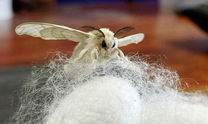 Bigpicture ru тутовый шелкопряд bombyx mori Тутовый шелкопряд Bombyx mori