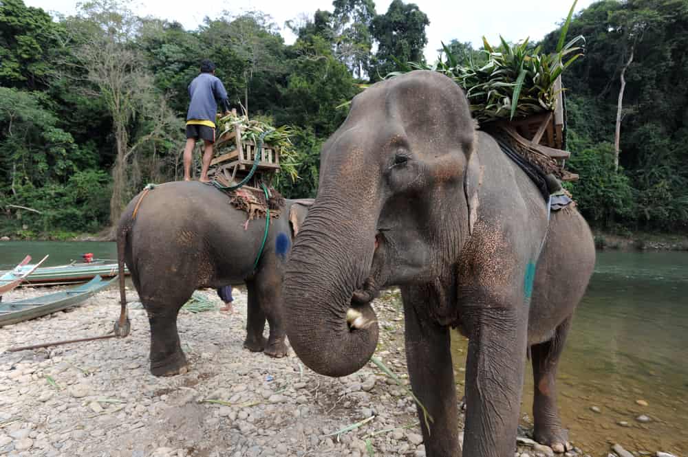 Elephants at the Xiagnabouli River