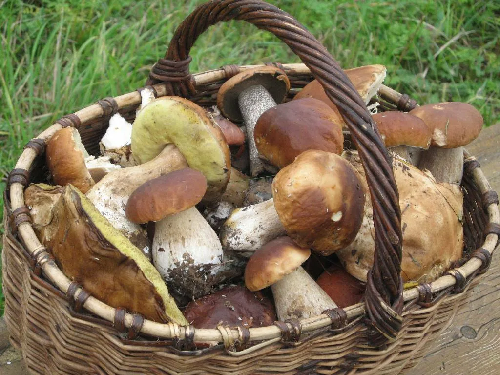 Корзина с грибами белыми и подосиновиками