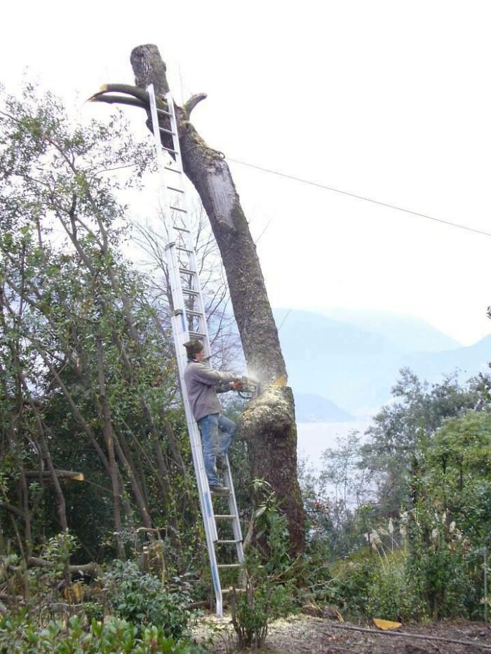 Мужчина на приставной лестнице пилит бензопилой наклонённое дерево