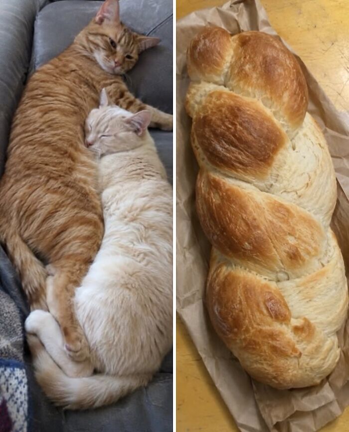 Рыжий и белый коты переплелись рядом с плетёной булкой