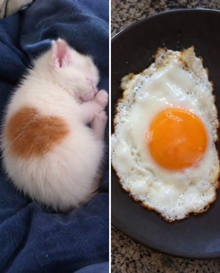 Белый котёнок с рыжим пятном рядом с яичницей-глазуньей