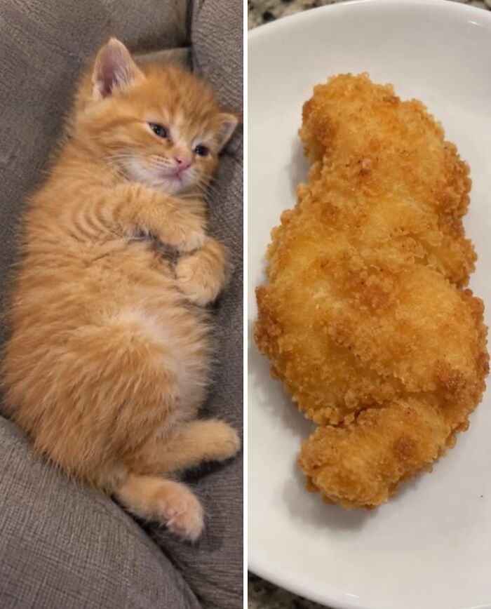 Рыжий котёнок лежит на спине рядом с котлетой в панировке