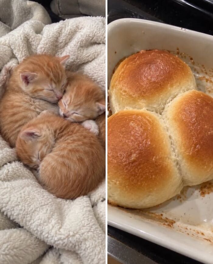 Три рыжих котёнка спят рядом с булочками в форме для выпечки