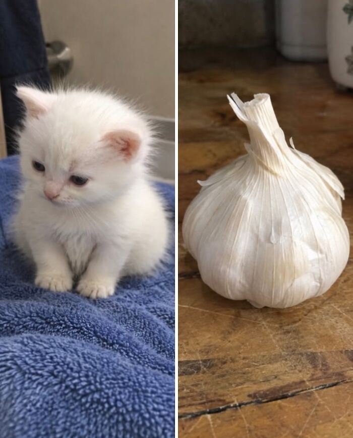 Белый котёнок сидит на столе рядом с головкой чеснока