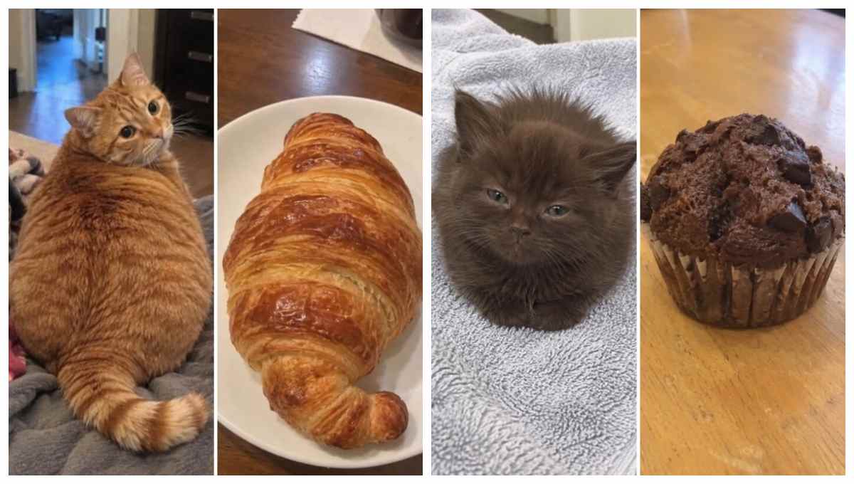 Коллаж из фотографий котов рядом с похожей на них едой