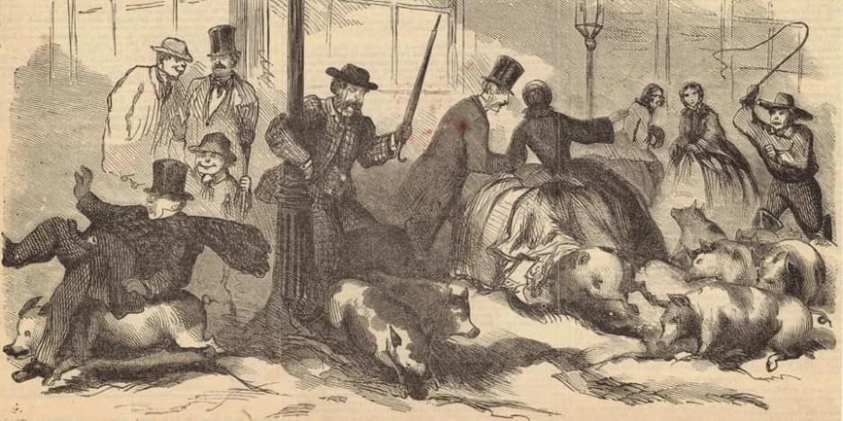 Свиньи на углу Бродвея и Четвёртой улицы в Нью-Йорке, рисунок 1859 года