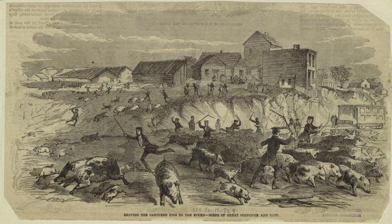 Полицейская облава на свинарники Хогтауна в Нью-Йорке, гравюра 1859 года