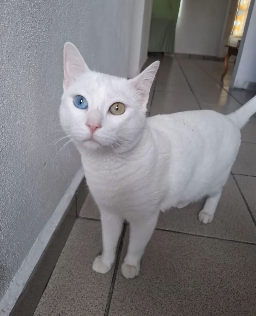 Белая кошка с одним синим и одним жёлтым глазом