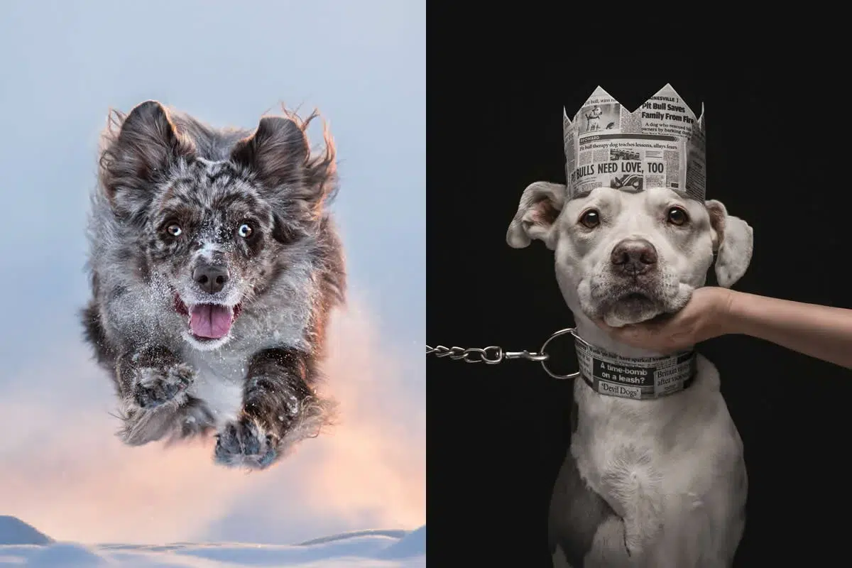 Победитель конкурса Dog Photography Awards 2026 &mdash; портрет питбуля работы Кэти Брокман, США