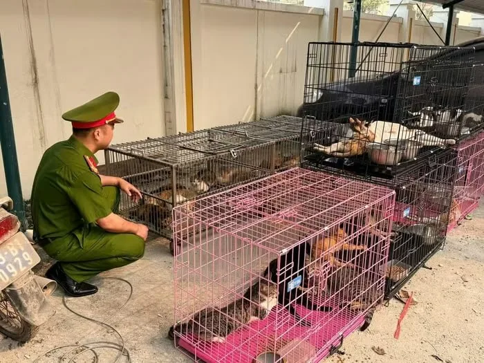 Полицейские осматривают склад с кошачьими тушами в провинции Донгтхап